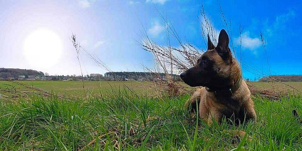 Aka a rejoint le concours — aidez-le/la à gagner de superbes lots ! canidae, carnivore, cloud, dog, dog_breed, fawn, german_shepherd_dog, grass, grassland, herding_dog, natural_landscape, plant, prairie, sky, snout, sporting_group, terrestrial_animal, wildlife, wind, working_animal