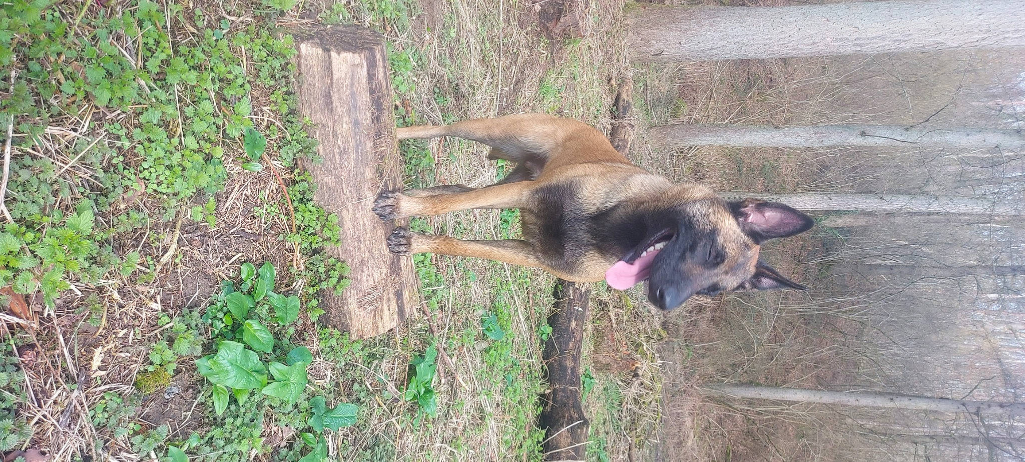 Aka a rejoint le concours — aidez-le/la à gagner de superbes lots ! biting, canidae, carnivore, dog, dog_breed, fawn, grass, groundcover, liver, natural_material, plant, snout, soil, sporting_group, tail, terrestrial_animal, tree, wildlife, wood, working_animal