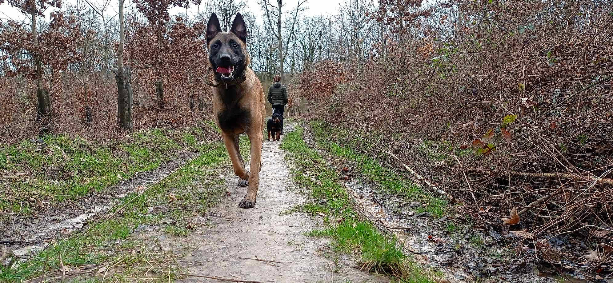 Aka a rejoint le concours — aidez-le/la à gagner de superbes lots ! adventure, australian_cattle_dog, canidae, carnivore, collar, dog, dog_breed, fawn, grass, herding_dog, plant, recreation, road, sky, sporting_group, trail, tree, walking, working_animal, working_dog