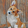 adorable, animal, brown, canine, corgi, cute, dog, domestic_animal, ears, expression, fur, head_tilt, outdoor, pet, portrait, puppy, sitting, white, wooden_background, young