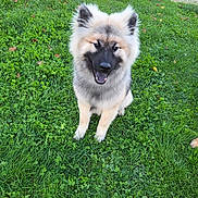 Ace a rejoint le concours — aidez-le/la à gagner de superbes lots ! dog, fluffy, sitting, grass, outdoor, happy, pet, nature, canine, animal, smiling, greenery, park, fur, cute, friendly, daylight, playful, mammal, portrait