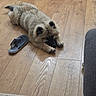 Ace participe au concours pour gagner de l'argent avec cette photo : dog, puppy, fluffy, lying_down, wooden_floor, slipper, indoor, home, furniture, cozy, resting, animal, pet, cute, black_nose, ears, paws, brown, fur, sleepy