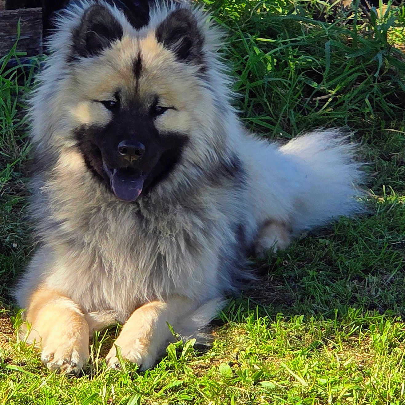 Ace participe au concours pour gagner de l'argent avec cette photo : dog, fluffy, grass, outdoor, sunlight, pet, canine, happy, nature, animal, tongue_out, relaxed, fur, muzzle, ears, paws, shadow, greenery, laying_down, daylight