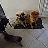 dog, cat, indoor, floor, mat, tile, pet, animal, furry, brown_dog, gray_cat, sitting, walking, chair, door, wall, shadow, calm, household, domestic