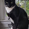 cat, tuxedo_cat, black_and_white, pet, animal, feline, sitting, portrait, green_eyes, white_paws, white_chest, whiskers, tail, window, radiator, indoors, home, leafy_background, alert, cozy