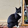 Bastard Cat joined the competition — help win amazing prizes! cat, tuxedo_cat, black_and_white, animal, pet, sitting, portrait, brick_wall, window, outdoors, whiskers, ears, tail, fur, white_chest, white_paws, looking_at_camera, architecture, weathered_wall, photography