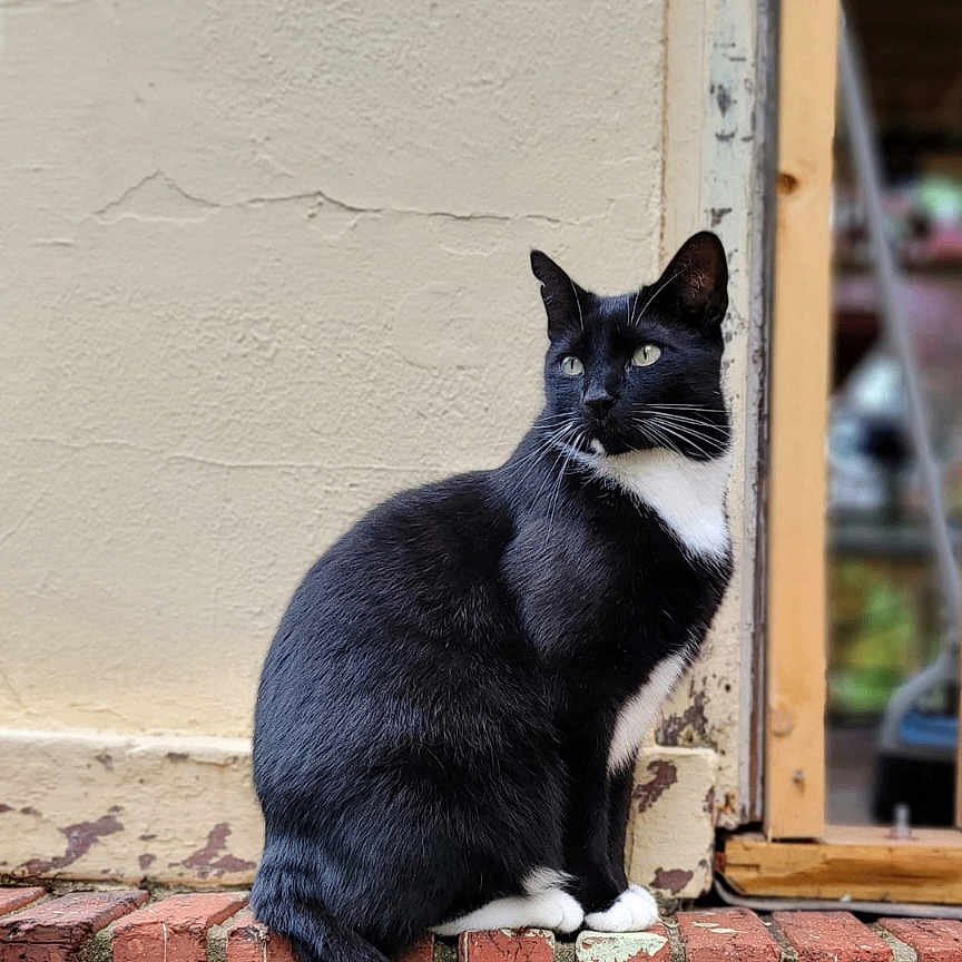 Bastard Cat joined the competition — help win amazing prizes! cat, tuxedo_cat, black_and_white, animal, pet, sitting, portrait, brick_wall, window, outdoors, whiskers, ears, tail, fur, white_chest, white_paws, looking_at_camera, architecture, weathered_wall, photography