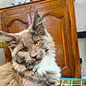 amber_eyes, animal, cat, closeup, cozy, curious, cute, decor, domestic_animal, feline, fluffy, furniture, gray_cat, houseplant, indoor, pet, portrait, table, whiskers, wooden_cabinet