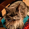 animal, blurred, cat, chair, closeup, colorful_fabric, cozy, domestic_animal, feline, fluffy, fur, gray_cat, home, indoor, mammal, pet, relaxing, teal_chair, whiskers, wooden_chair