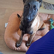 Maya a rejoint le concours — aidez-le/la à gagner de superbes lots ! dog, pet, cushion, indoor, floor, wooden_floor, toy, rope_toy, brown_dog, alert, ears_up, looking_up, curious, furniture, table, cozy, domestic, animal, companion, resting