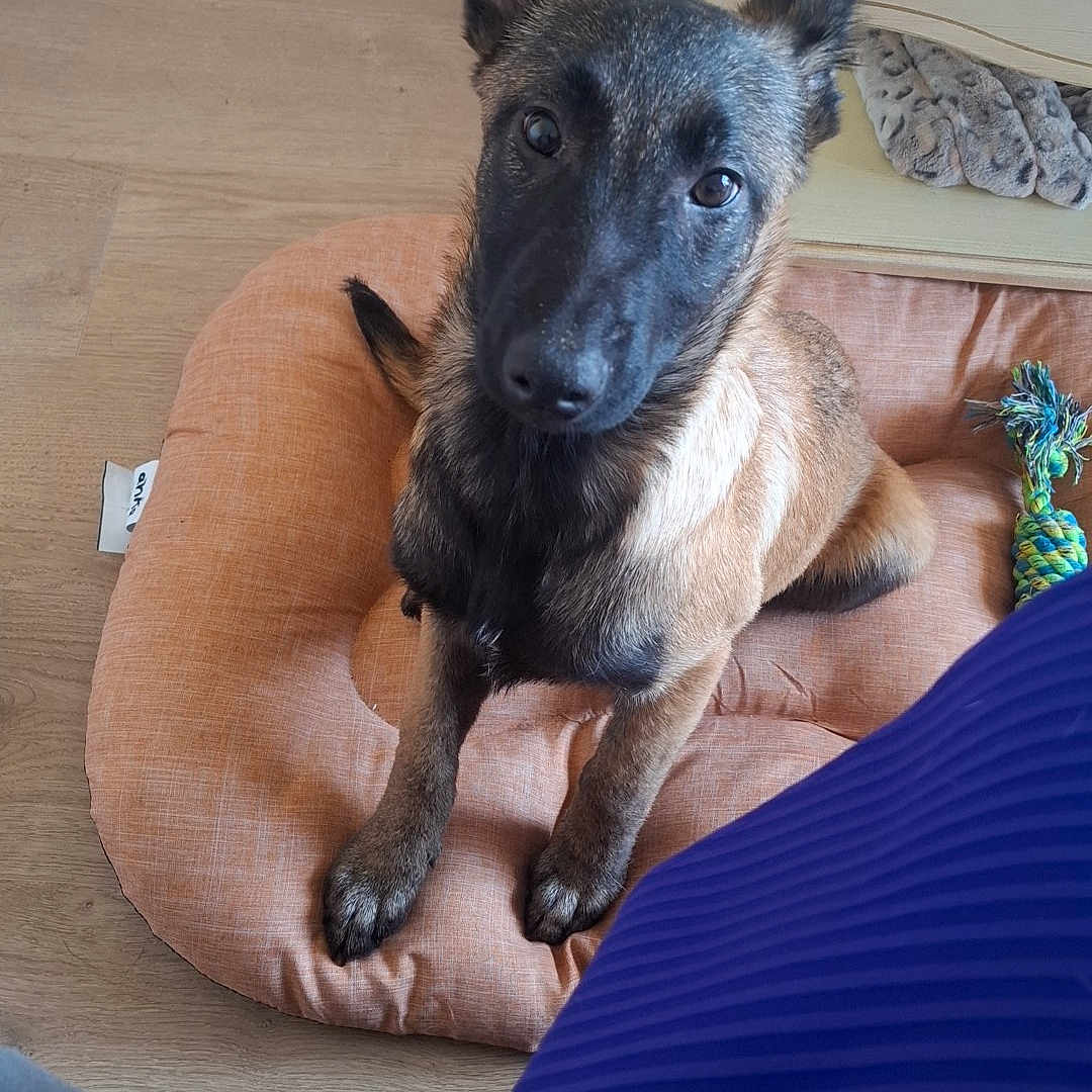 Maya