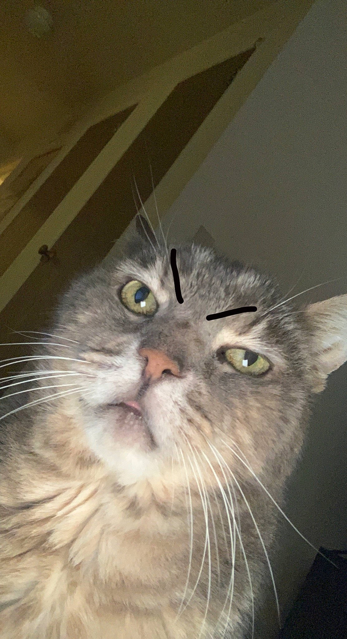 Buddah joined the competition — help win amazing prizes! carnivore, cat, domestic_short_haired_cat, eye, felidae, fur, small_to_medium_sized_cats, snout, terrestrial_animal, whiskers