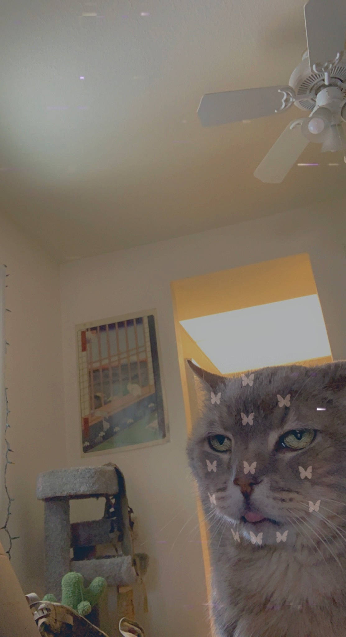 Buddah joined the competition — help win amazing prizes! carnivore, cat, ceiling, ceiling_fan, chair, domestic_short_haired_cat, door, felidae, fur, hardwood, home_appliance, luggage_and_bags, mechanical_fan, picture_frame, plaster, room, shelf, small_to_medium_sized_cats, whiskers, wood