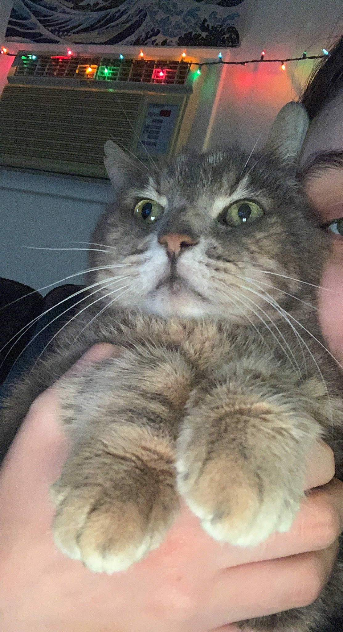 Buddah is registered to the contest to win money with this photo: carnivore, cat, claw, comfort, domestic_short_haired_cat, event, felidae, foot, fur, gesture, paw, small_to_medium_sized_cats, snout, tail, terrestrial_animal, whiskers