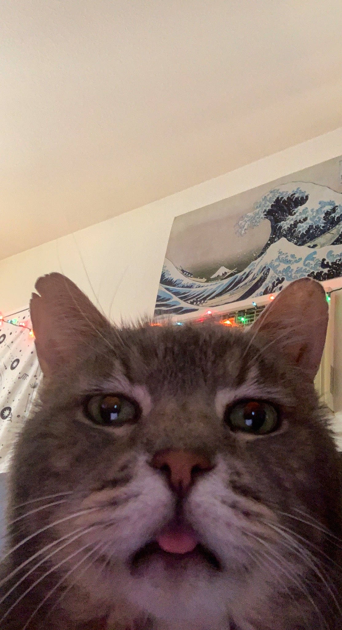 Buddah is registered to the contest to win money with this photo: box, carnivore, cat, domestic_short_haired_cat, felidae, fur, paper_product, plant, small_to_medium_sized_cats, snout, terrestrial_animal, whiskers