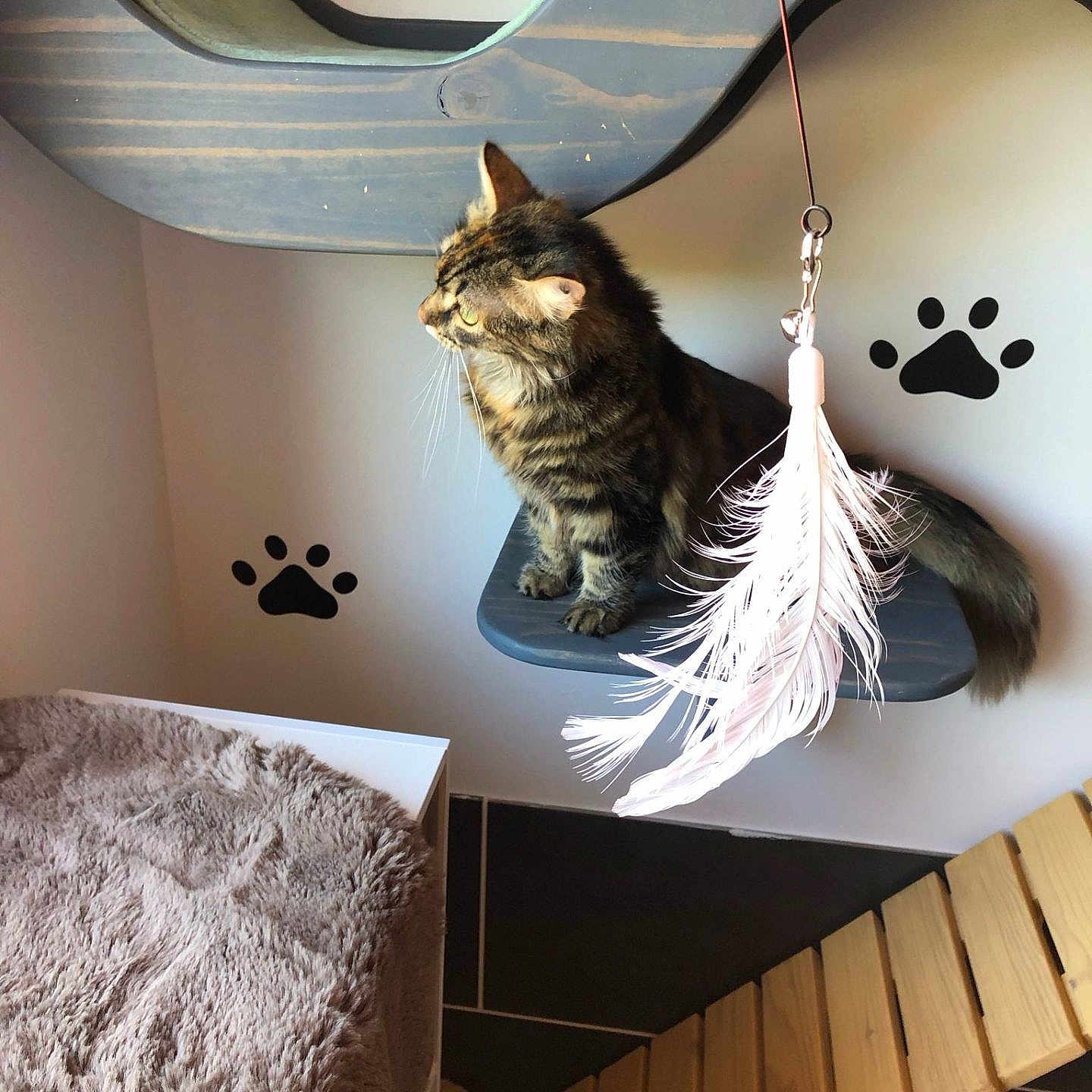 Xéna participe au concours pour gagner de l'argent avec cette photo : angora, animal, architecture, bed, bedroom, building, canine, cat, cushion, dog, furniture, homedecor, indoors, interiordesign, kitten, livingroom, pet, room, table, wood