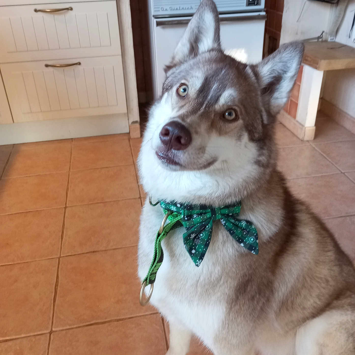 Vico a rejoint le concours — aidez-le/la à gagner de superbes lots ! animal, bow_tie, brown, canine, collar, curious, cute, dog, domestic, ears, fur, green, husky, indoor, kitchen, looking_up, pet, sitting, tile_floor, white