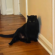 Nugget is registered to the contest to win money with this photo: black_cat, cat, feline, pet, animal, sitting, hallway, indoors, wooden_floor, wall, doorway, home, black_fur, yellow_eyes, fluffy, tail, relaxed, funny_pose, portrait, domestic_animal