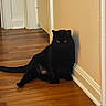 black_cat, cat, feline, pet, animal, sitting, hallway, indoors, wooden_floor, wall, doorway, home, black_fur, yellow_eyes, fluffy, tail, relaxed, funny_pose, portrait, domestic_animal