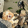 animal, beach, canine, closeup, coast, curious, daylight, dog, fluffy, fur, nature, outdoor, pet, portrait, resting, rocks, sand, seaweed, snout, sunlight