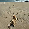 Archie a rejoint le concours — aidez-le/la à gagner de superbes lots ! animal, beach, canine, cloudy_sky, coast, collar, daytime, dog, furry, nature, ocean, outdoors, paw_prints, pet, quiet, relaxation, sand, scenic, seashore, water