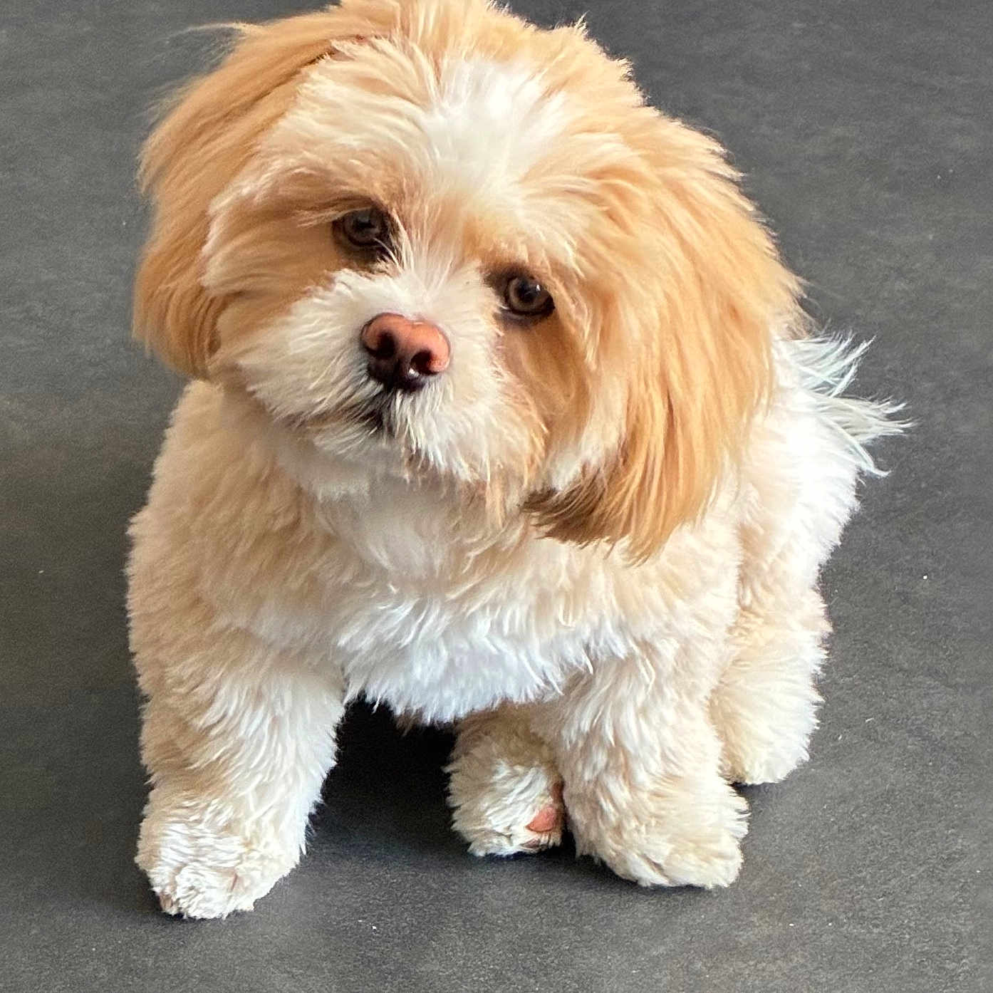 Archie a rejoint le concours — aidez-le/la à gagner de superbes lots ! adorable, animal, canine, close_up, companion, cream_colored, curious, cute, dog, domestic, floor, fluffy, friendly, furry, indoor, looking_up, mammal, pet, puppy, small_dog