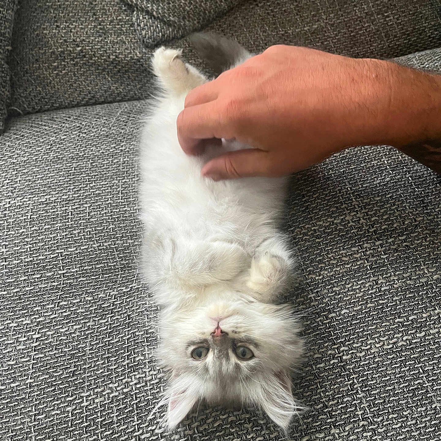 Athena participe au concours pour gagner de l'argent avec cette photo : animal, belly, cat, couch, cozy, cute, domestic, feline, fluffy, fur, gray, hand, indoor, kitten, paw, pet, relaxed, resting, texture, whiskers