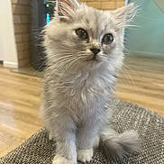 Hadès participe au concours pour gagner de l'argent avec cette photo : kitten, cat, feline, pet, fluffy, gray, indoor, curious, sitting, young, fur, whiskers, tail, floor, brick_wall, home, cozy, texture, closeup, animal