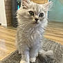 kitten, cat, feline, pet, fluffy, gray, indoor, curious, sitting, young, fur, whiskers, tail, floor, brick_wall, home, cozy, texture, closeup, animal