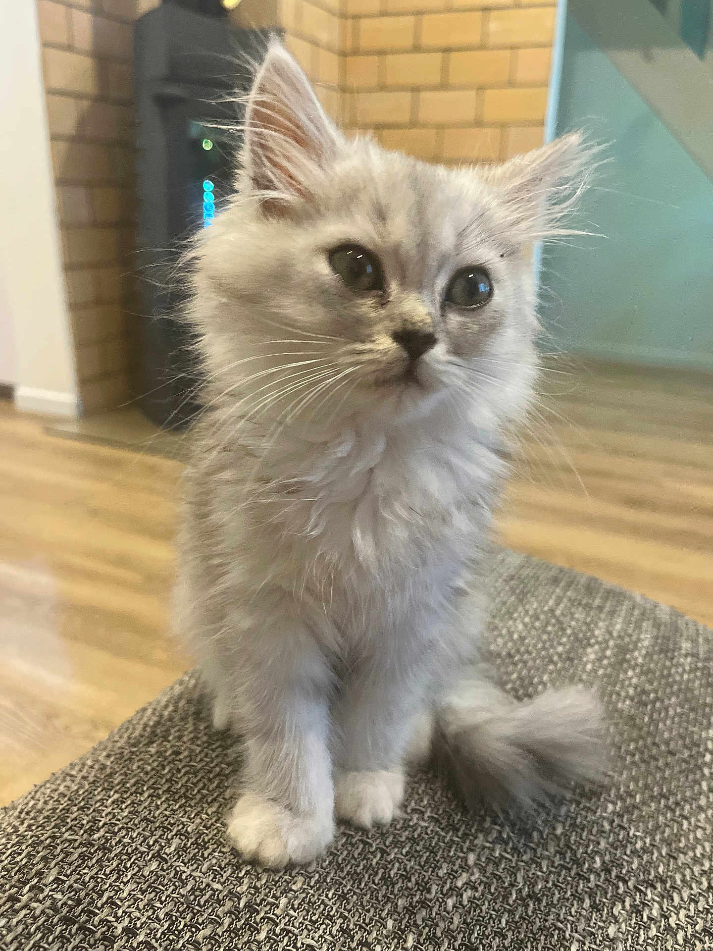 Hadès participe au concours pour gagner de l'argent avec cette photo : kitten, cat, feline, pet, fluffy, gray, indoor, curious, sitting, young, fur, whiskers, tail, floor, brick_wall, home, cozy, texture, closeup, animal