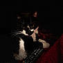 animal, black_and_white, blanket, cat, closeup, cozy, cute, dark_background, domestic_animal, feline, home, indoor, night, paw, pet, relaxed, remote_control, resting, watching, whiskers