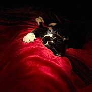 Miya a rejoint le concours — aidez-le/la à gagner de superbes lots ! cat, black_and_white, pet, animal, relaxing, red_blanket, soft_texture, whiskers, feline, cozy, indoor, closeup, sleepy, cute, domestic_cat, lying_down, warm_light, shadows, dark_background, comfortable