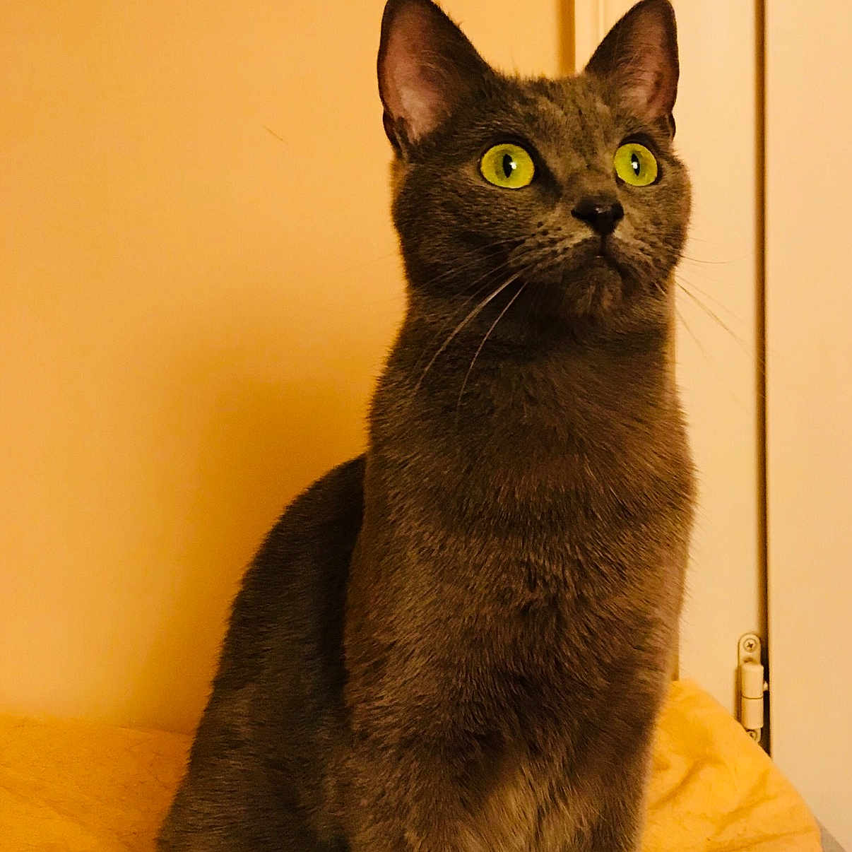 Tara participe au concours pour gagner de l'argent avec cette photo : asian, black_cat, bombay, burmese, carnivoran, cat, cat_like_mammal, chartreux, domestic_short_haired_cat, european_shorthair, fauna, fur, german_rex, kitten, korat, mammal, russian_blue, small_to_medium_sized_cats, snout, whiskers