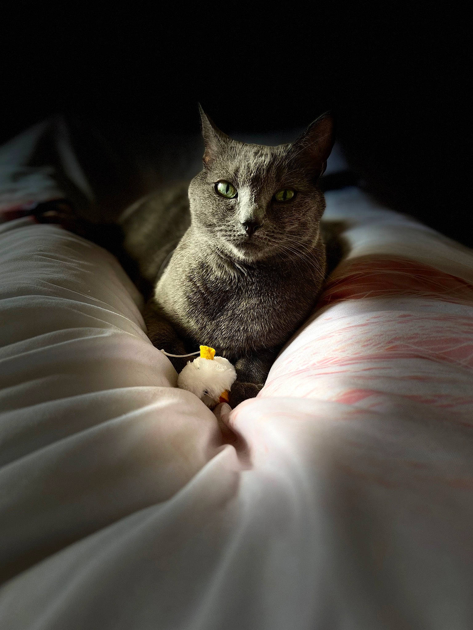 Tara participe au concours pour gagner de l'argent avec cette photo : carnivore, cat, claw, close_up, comfort, darkness, domestic_short_haired_cat, felidae, fur, grey, leg, linens, plant, sitting, small_to_medium_sized_cats, snout, tail, terrestrial_animal, whiskers, wildlife