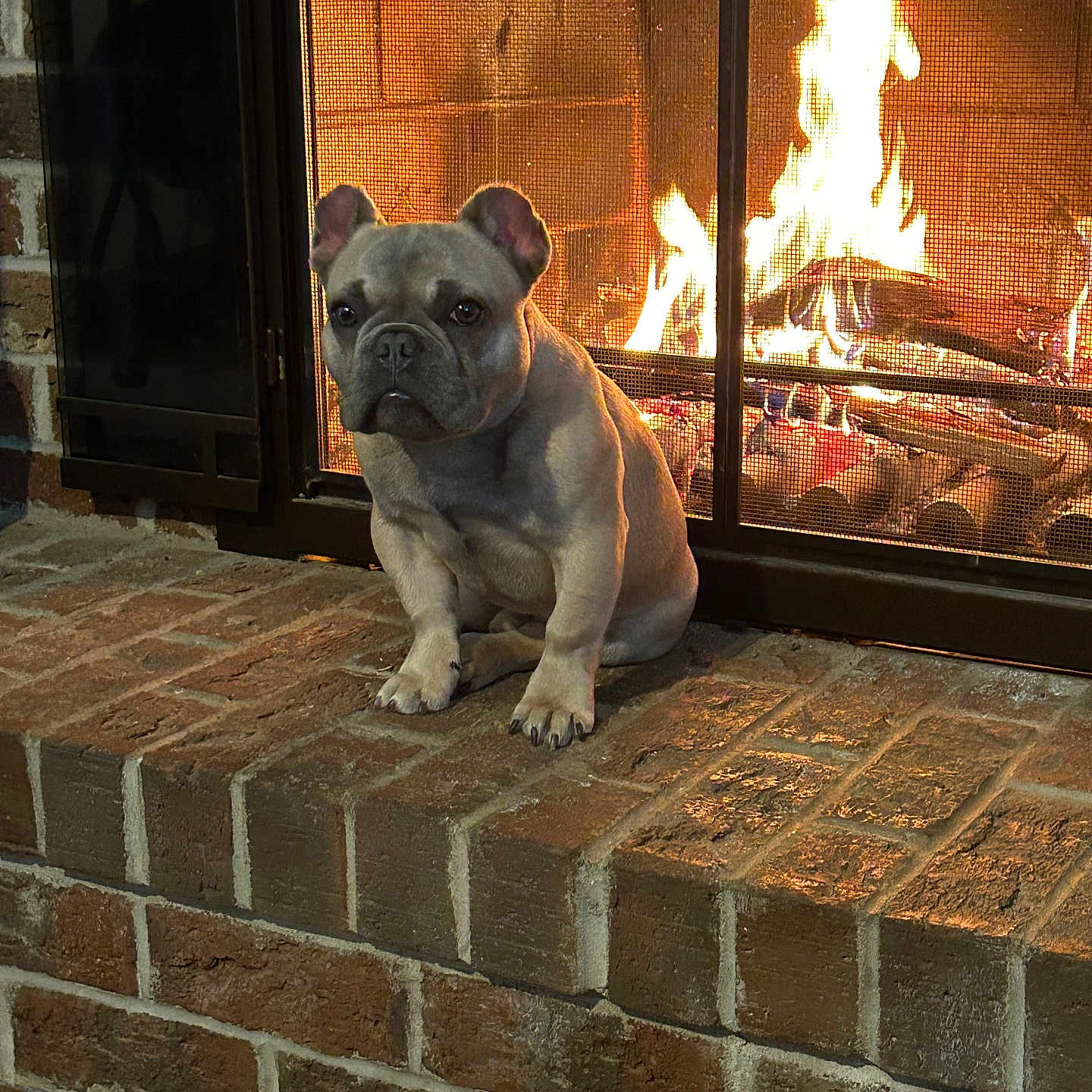 Teddy is registered to the contest to win money with this photo: animal, architecture, brick, building, bulldog, canine, dog, fire, fireplace, frenchbulldog, hearth, indoors, interiordesign, path, pet, pitbull, pug, slate, walkway, wall