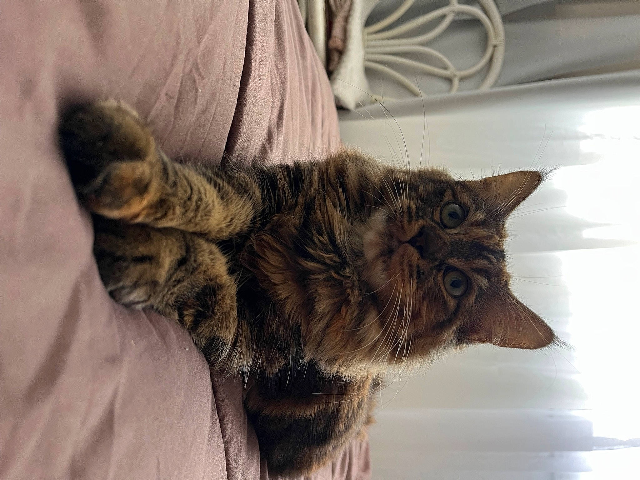 Wendy a rejoint le concours — aidez-le/la à gagner de superbes lots ! black_cat, carnivore, cat, claw, comfort, domestic_short_haired_cat, eye, felidae, flooring, fur, grey, paw, small_to_medium_sized_cats, tail, tree, whiskers, window, wood