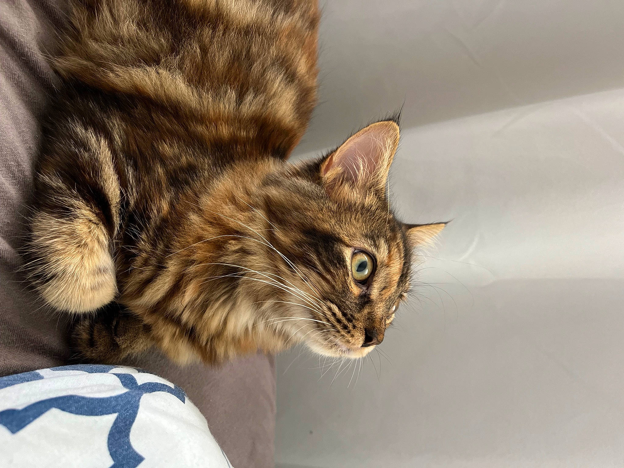 Wendy participe au concours pour gagner de l'argent avec cette photo : carnivore, cat, claw, domestic_short_haired_cat, felidae, fur, paw, small_to_medium_sized_cats, snout, terrestrial_animal, whiskers, wildlife