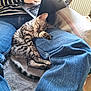 Aïko a rejoint le concours — aidez-le/la à gagner de superbes lots ! kitten, cat, sleeping, lap, jeans, person, laptop, striped_sweater, indoor, blanket, relaxation, comfort, pet, animal, resting, feline, cozy, home, casual, technology