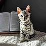 kitten, cat, spotted_cat, fluffy_blanket, earbud, open_book, reading, indoor, sunlight, shadow, curious, cute, pet, feline, whiskers, sitting, young_cat, gray_wall, soft_texture, domestic_animal