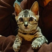 Aïko a rejoint le concours — aidez-le/la à gagner de superbes lots ! kitten, cat, animal, pet, spotted, ears, curious, wide_eyes, person, arm, brown_hoodie, indoor, close_up, feline, whiskers, cute, young_animal, domestic_cat, holding, cozy