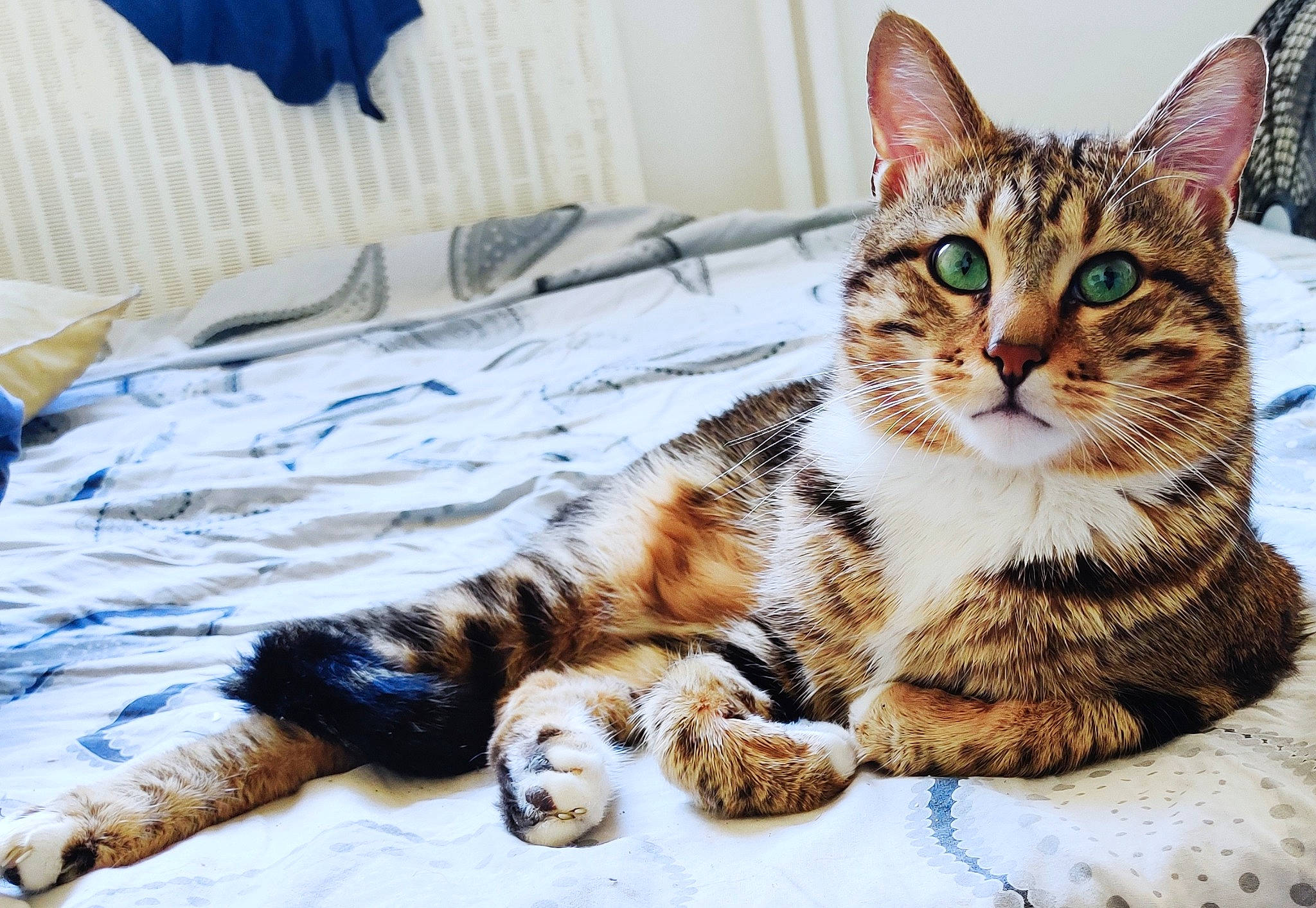 Kyo participe au concours pour gagner de l'argent avec cette photo : aegean_cat, american_bobtail, american_shorthair, american_wirehair, asian, australian_mist, california_spangled, carnivore, cat, domestic_short_haired_cat, dragon_li, european_shorthair, felidae, kitten, mammal, small_to_medium_sized_cats, snout, tabby_cat, vertebrate, whiskers