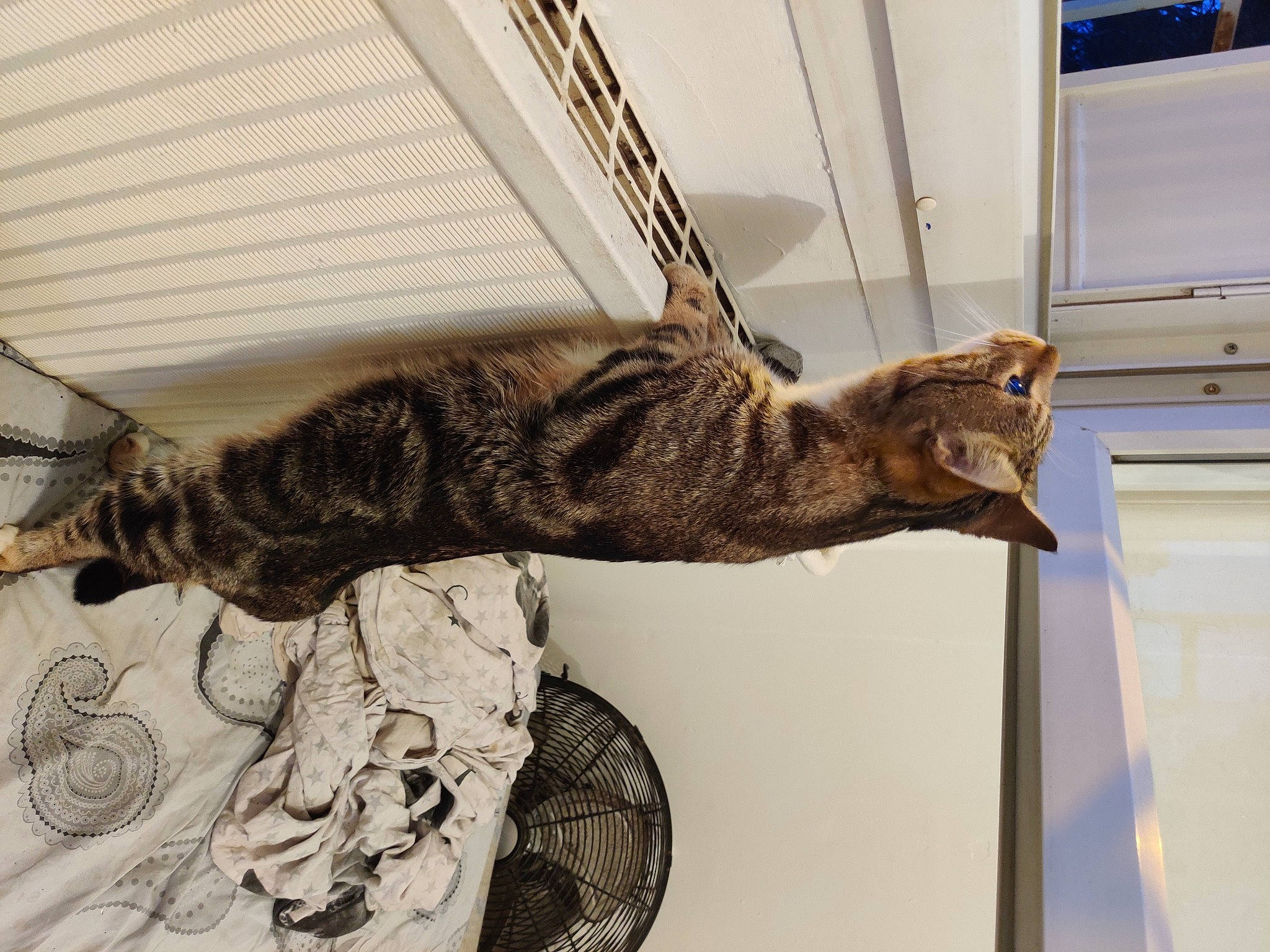 Kyo participe au concours pour gagner de l'argent avec cette photo : asian, bengal, california_spangled, carnivore, cat, domestic_short_haired_cat, dragon_li, egyptian_mau, european_shorthair, felidae, kitten, ocicat, pixie_bob, small_to_medium_sized_cats, sokoke, tabby_cat, tail, toyger, whiskers, wild_cat