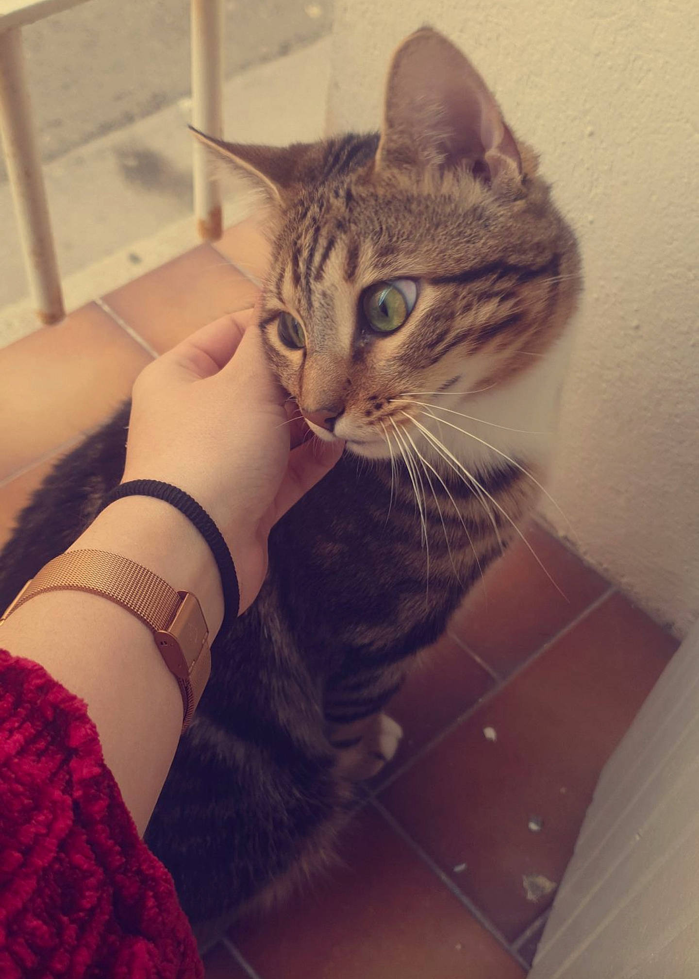 Kyo a rejoint le concours — aidez-le/la à gagner de superbes lots ! aegean_cat, american_shorthair, asian, california_spangled, carnivore, cat, domestic_short_haired_cat, dragon_li, ear, egyptian_mau, european_shorthair, eye, felidae, fur, kitten, leg, nose, small_to_medium_sized_cats, tabby_cat, whiskers