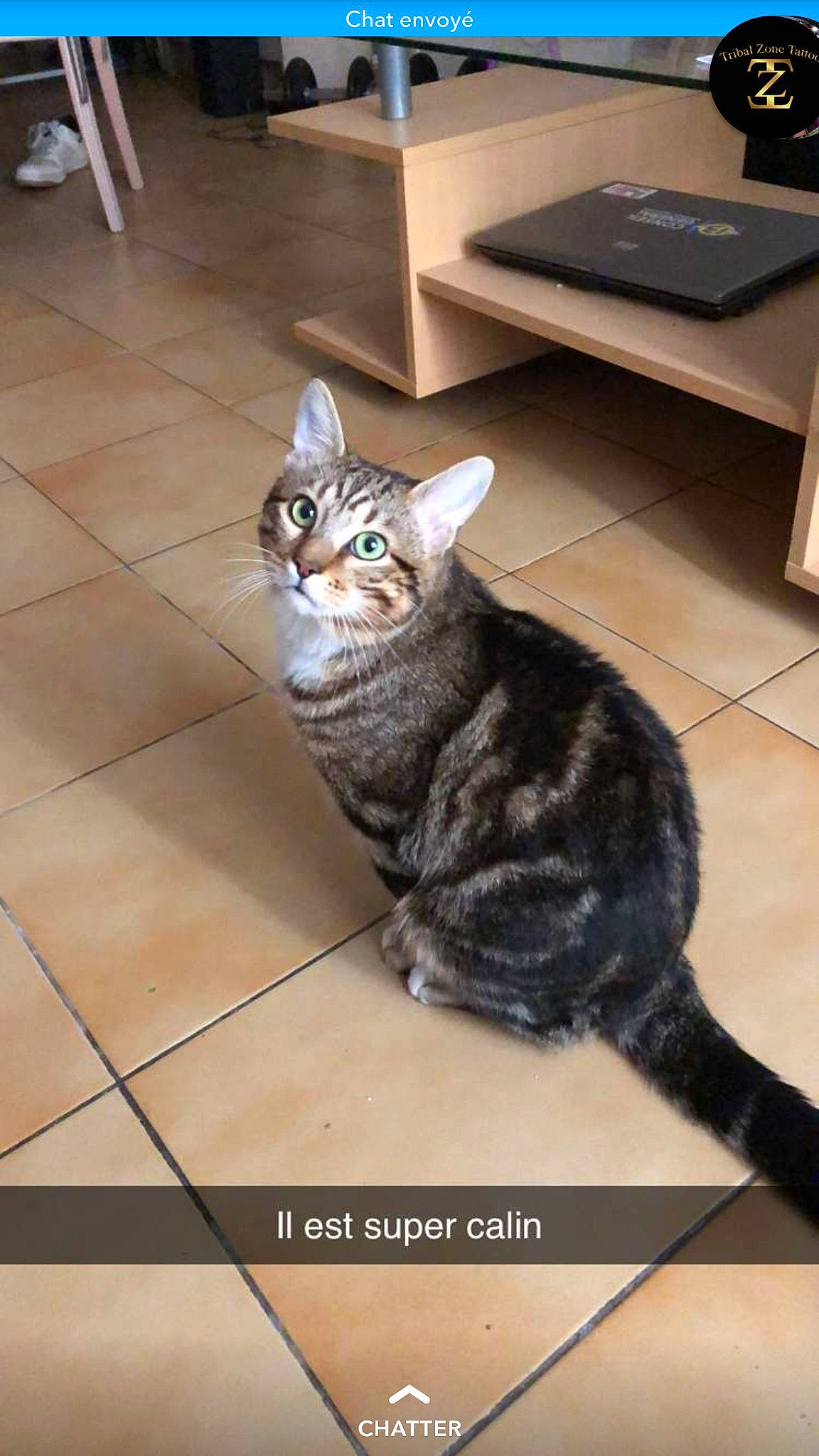 Kyo a rejoint le concours — aidez-le/la à gagner de superbes lots ! american_shorthair, american_wirehair, asian, california_spangled, carnivore, cat, domestic_short_haired_cat, dragon_li, european_shorthair, felidae, floor, flooring, german_rex, kitten, mammal, small_to_medium_sized_cats, tabby_cat, tail, vertebrate, whiskers