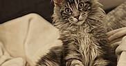 Woody participe au concours pour gagner de l'argent avec cette photo : cat, maine_coon, fluffy, pet, animal, feline, cozy, blanket, indoor, curious, ears, whiskers, fur, relaxed, cute, portrait, soft, resting, domestic_cat, mammal