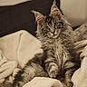 cat, maine_coon, fluffy, pet, animal, feline, cozy, blanket, indoor, curious, ears, whiskers, fur, relaxed, cute, portrait, soft, resting, domestic_cat, mammal