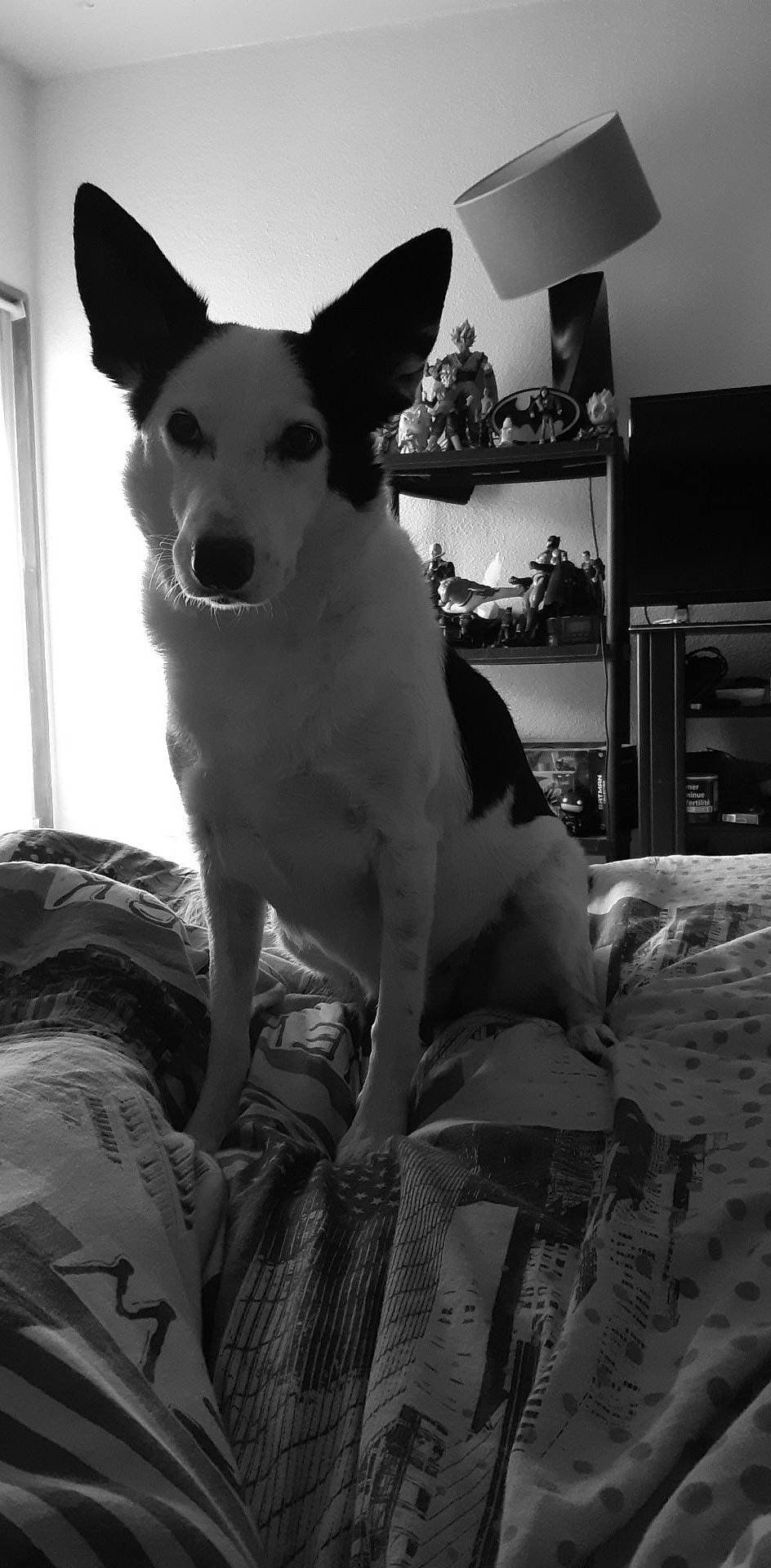 Indiana a rejoint le concours — aidez-le/la à gagner de superbes lots ! black, black_and_white, cabinetry, canidae, carnivore, companion_dog, dog, dog_breed, fur, grey, home, home_accessories, home_appliance, living_room, monochrome_photography, room, shelf, snout, vertebrate, white