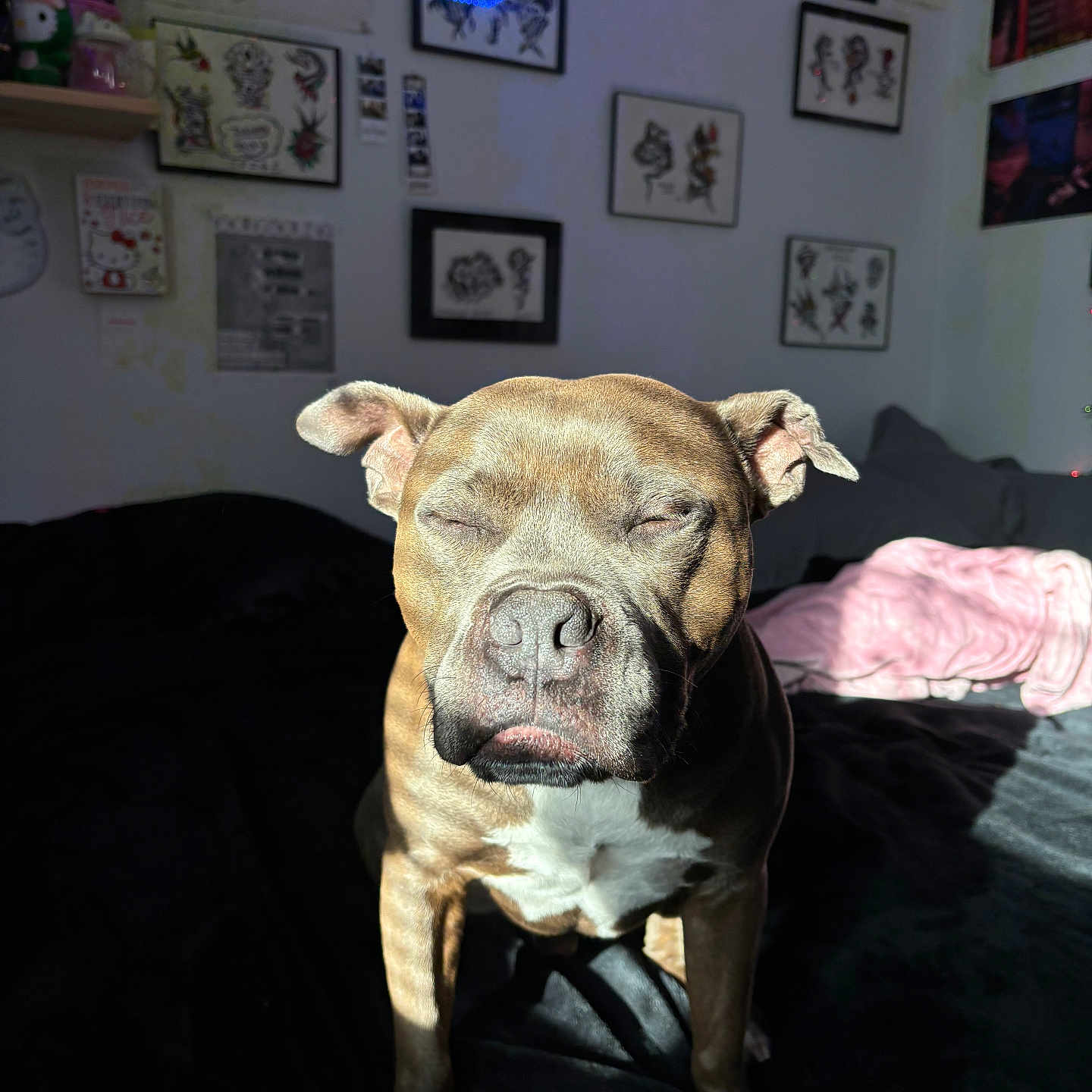 Bodacious is registered to the contest to win money with this photo: animal, architecture, art, bed, bedroom, building, bulldog, canine, couch, dog, frenchbulldog, furniture, indoors, interiordesign, livingroom, painting, person, pet, pitbull, room