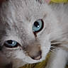 Bulma a rejoint le concours — aidez-le/la à gagner de superbes lots ! cat, white_cat, blue_eyes, close_up, feline, fur, whiskers, nose, eyes, pet, animal, portrait, indoor, yellow_blanket, soft_texture, fluffy, alert, cute, photography, home