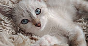Bulma participe au concours pour gagner de l'argent avec cette photo : kitten, cat, fluffy, cream_colored, blue_eyes, pet, animal, lying_down, relaxed, blanket, shaggy_blanket, cozy, indoor, couch, closeup, portrait, whiskers, ears, paws, soft_lighting